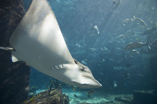 Bahamas, Paradise Island, Nassau, Eagle Ray swimming inside aquarium at Atlantis Resort