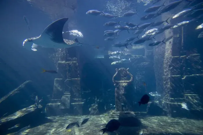 Framed Print : Bahamas, Paradise Island, Nassau, Aquarium inside Atlantis Resort Framed Print : Bahamas, Paradise Island, Nassau, Aquarium inside Atlantis Resort