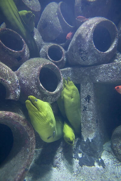 Bahamas, Paradise Island, Nassau, Moray Eels inside aquarium inside Atlantis Resort