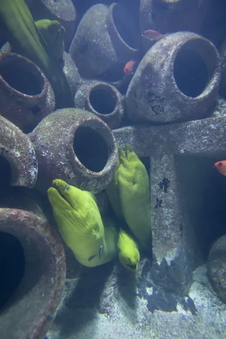 Framed Print : Bahamas, Paradise Island, Nassau, Moray Eels inside aquarium inside Atlantis Resort
