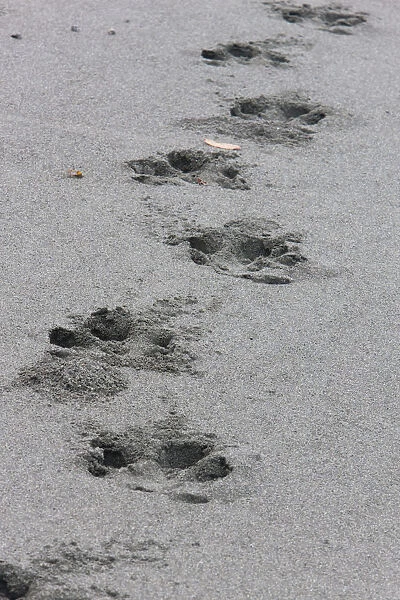 Bairds Tapir (Tapirus bairdii) tracks on the sandy beach of Corcovado National Park