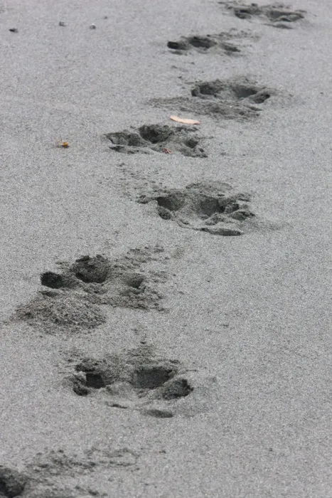 Framed Print : Bairds Tapir (Tapirus bairdii) tracks on the sandy beach of Corcovado National Park