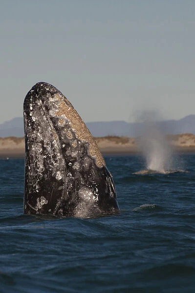 Baja California Sur, San Ignacio Lagoon, Sea of Cortez, barnacles, blow, diving, gray whales