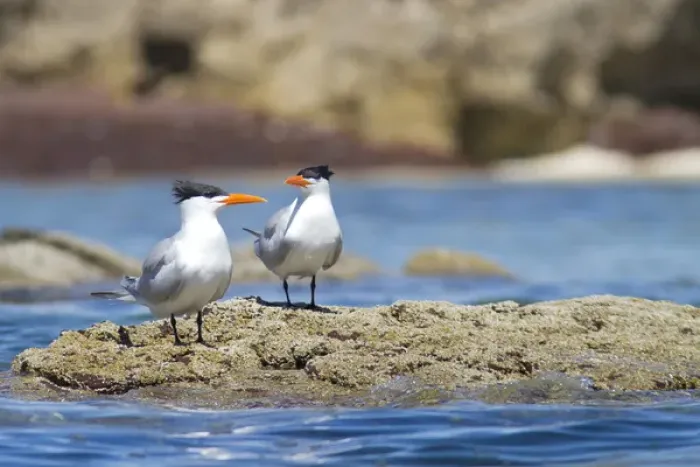 Framed Print : Baja, Sea of Cortez, Mexico. Royal Terns (Sterna maxima) on an intertidal rock Framed Print : Baja, Sea of Cortez, Mexico. Royal Terns (Sterna maxima) on an intertidal rock