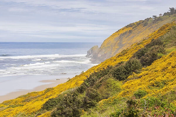 Baker Beach, Oregon, USA. Yellow flowers on hillsides on the Oregon coast