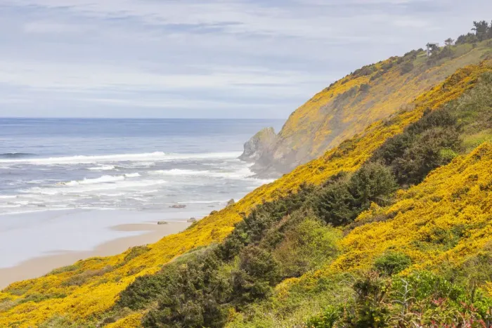 Framed Print : Baker Beach, Oregon, USA. Yellow flowers on hillsides on the Oregon coast Framed Print : Baker Beach, Oregon, USA. Yellow flowers on hillsides on the Oregon coast
