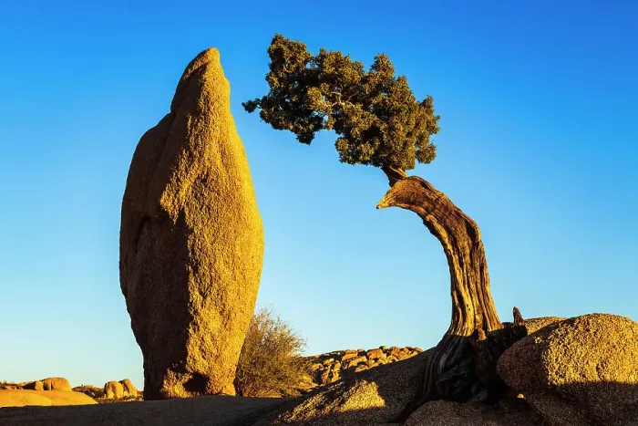 Framed Print : Balanced rock and juniper, Joshua Tree National Park, California, USA Framed Print : Balanced rock and juniper, Joshua Tree National Park, California, USA