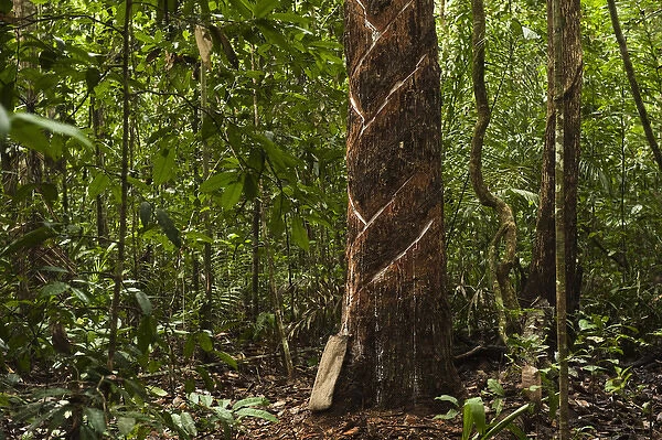 Balata or Bullet Wood Tree being bled for natural latex Katoka Rupununi