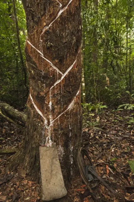 Framed Print : Balata or Bullet Wood Tree being bled for natural latex Katoka Rupununi