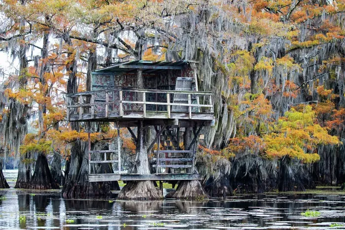 Framed Print : Bald cypress in autumn color