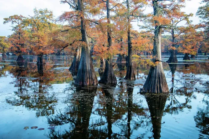 Framed Print : Bald cypress in fall color Framed Print : Bald cypress in fall color