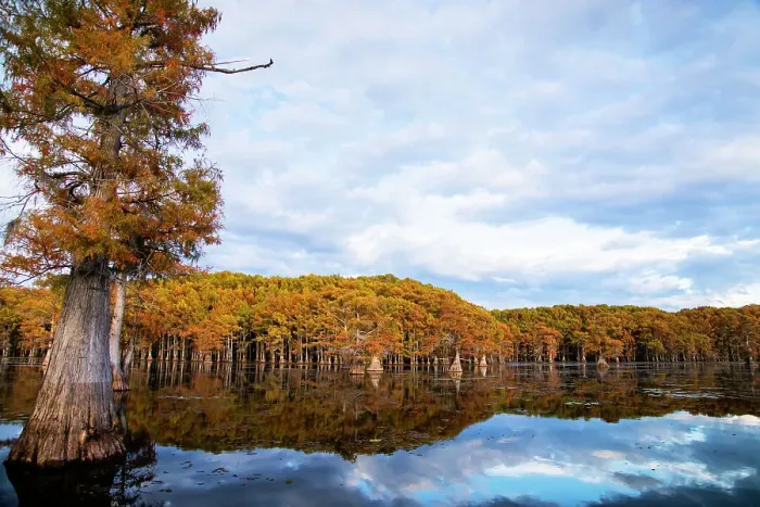 Framed Print : Bald cypress forest, Caddo Lake, Texas Framed Print : Bald cypress forest, Caddo Lake, Texas