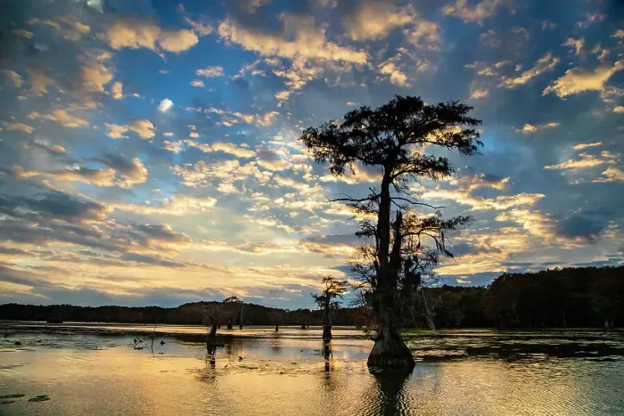 Framed Print : Bald cypress silhouetted at sunrise, Caddo Lake, Texas