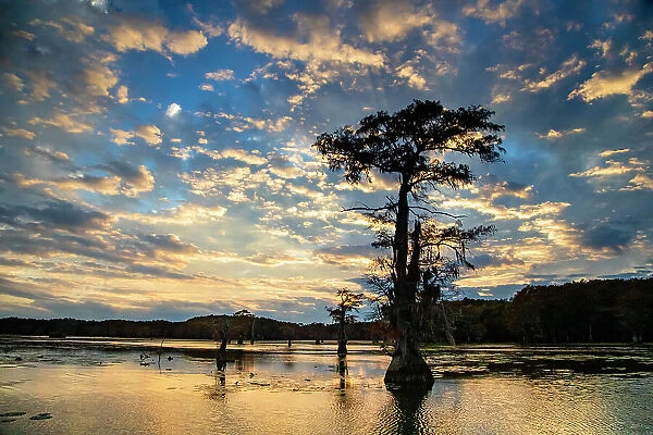 Bald cypress silhouetted at sunrise, Caddo Lake, Texas