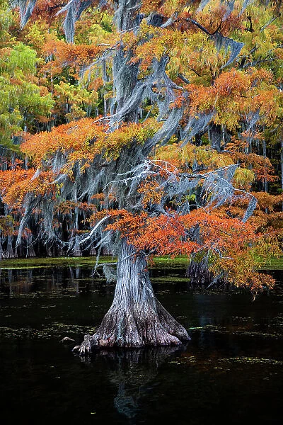 Bald cypress and Spanish moss in autumn color