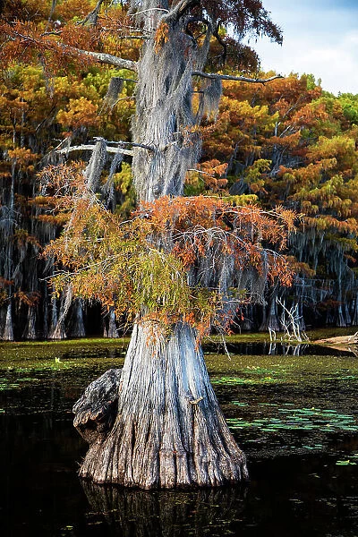 Bald cypress and Spanish moss, Caddo Lake, Texas