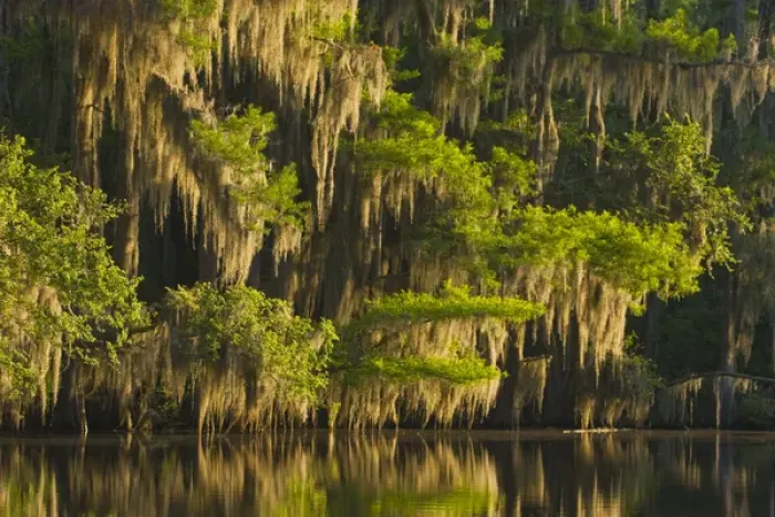 Framed Print : Bald cypress (Taxodium distichum) and Spanish moss in black water on Caddo Lake, Texas