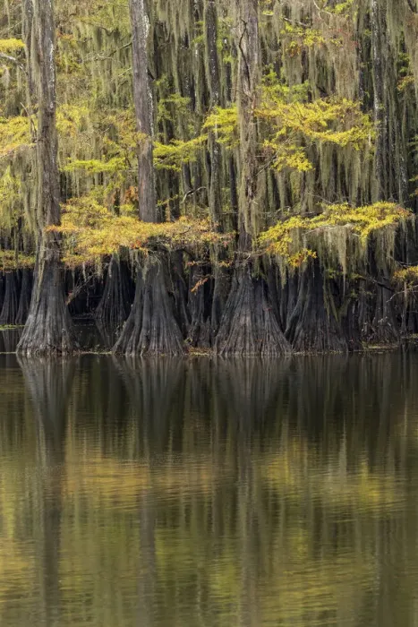Framed Print : Bald Cypress tree draped in Spanish moss with fall colors. Caddo Lake State Park, Uncertain, Texas Framed Print : Bald Cypress tree draped in Spanish moss with fall colors. Caddo Lake State Park, Uncertain, Texas