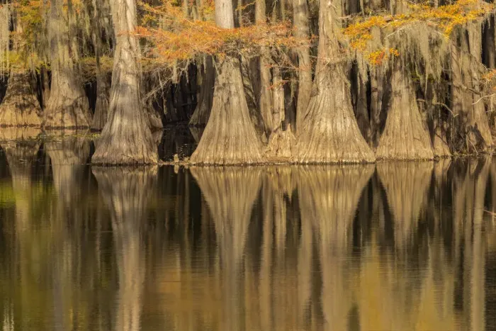 Framed Print : Bald Cypress tree draped in Spanish moss with fall colors. Caddo Lake State Park, Uncertain, Texas Framed Print : Bald Cypress tree draped in Spanish moss with fall colors. Caddo Lake State Park, Uncertain, Texas