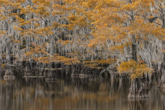 Framed Print : Bald Cypress tree draped in Spanish moss with fall colors. Caddo Lake State Park, Uncertain, Texas
