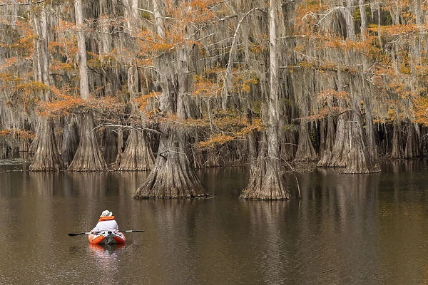Bald Cypress tree draped in Spanish moss with fall colors and kayaker. Caddo Lake State Park, Uncertain, Texas