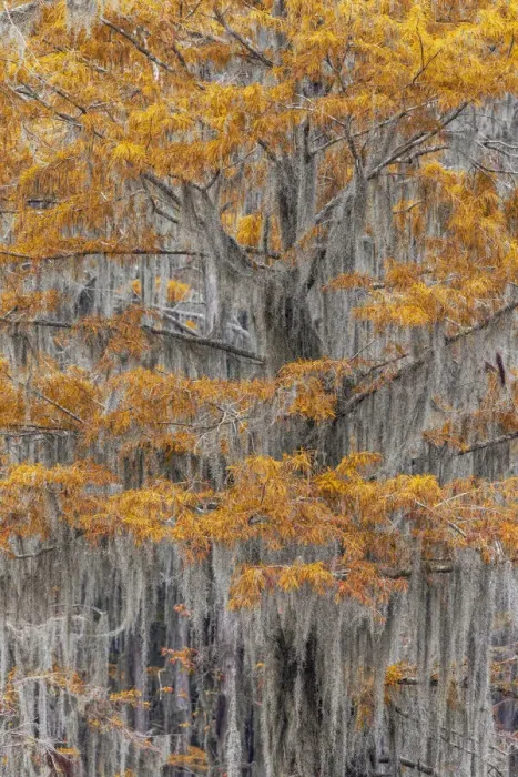 Framed Print : Bald Cypress tree draped in Spanish moss with fall colors. Caddo Lake State Park, Uncertain, Texas