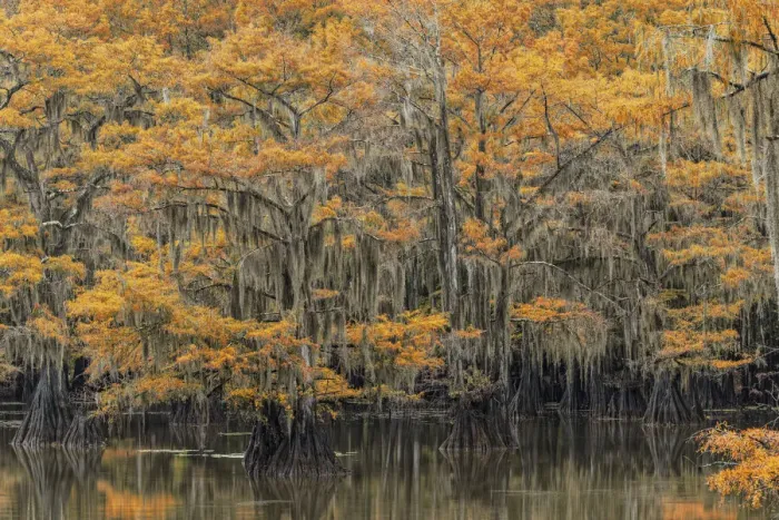 Framed Print : Bald Cypress tree draped in Spanish moss with fall colors. Caddo Lake State Park, Uncertain, Texas Framed Print : Bald Cypress tree draped in Spanish moss with fall colors. Caddo Lake State Park, Uncertain, Texas