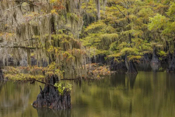 Framed Print : Bald Cypress tree draped in Spanish moss with fall colors. Caddo Lake State Park, Uncertain, Texas Framed Print : Bald Cypress tree draped in Spanish moss with fall colors. Caddo Lake State Park, Uncertain, Texas