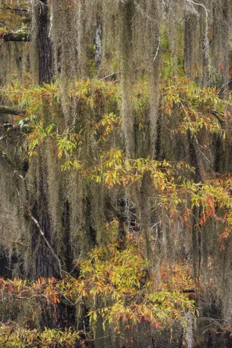 Framed Print : Bald Cypress tree draped in Spanish moss with fall colors. Caddo Lake State Park, Uncertain, Texas
