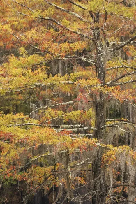 Framed Print : Bald Cypress tree draped in Spanish moss with fall colors. Caddo Lake State Park, Uncertain, Texas