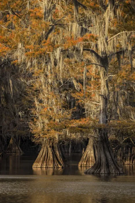 Framed Print : Bald Cypress tree draped in Spanish moss with fall colors at sunset. Caddo Lake State Park, Uncertain, Texas Framed Print : Bald Cypress tree draped in Spanish moss with fall colors at sunset. Caddo Lake State Park, Uncertain, Texas