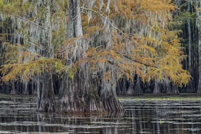 Framed Print : Bald cypress trees in autumn. Caddo Lake, Uncertain, Texas