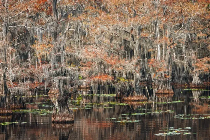 Framed Print : Bald cypress trees and autumn colors in southern swamp, Caddo Lake State Park, Texas