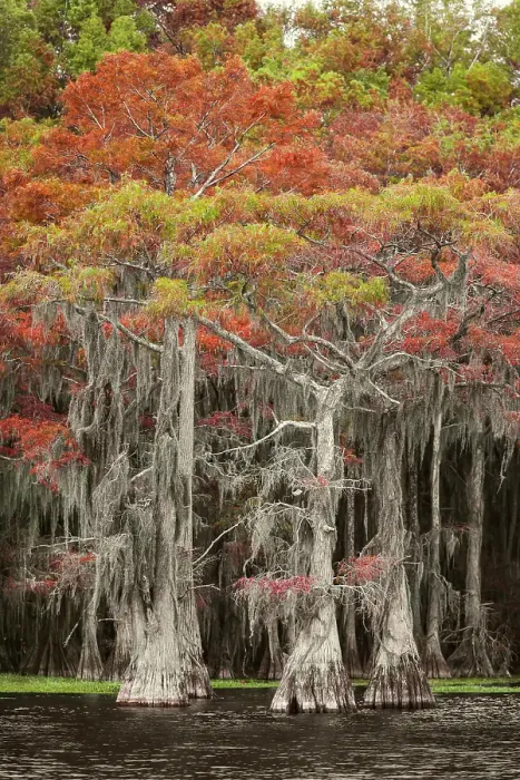 Framed Print : Bald cypress trees and autumn colors in southern swamp, Caddo Lake, Texas Framed Print : Bald cypress trees and autumn colors in southern swamp, Caddo Lake, Texas