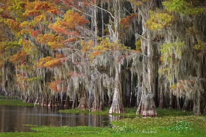 Framed Print : Bald cypress trees and autumn colors in southern swamp, Caddo Lake, Texas