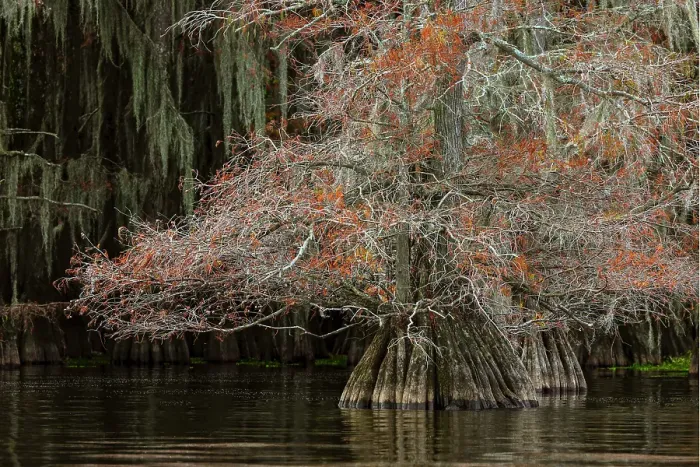 Framed Print : Bald cypress trees and autumn colors in southern swamp, Caddo Lake, Texas