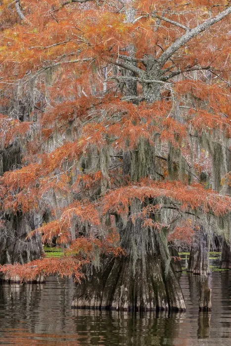 Framed Print : Bald cypress trees and autumn colors in southern swamp, Caddo Lake, Texas Framed Print : Bald cypress trees and autumn colors in southern swamp, Caddo Lake, Texas