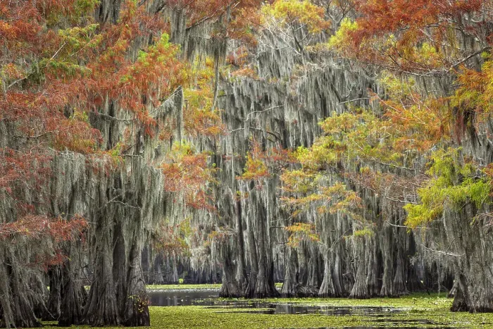 Framed Print : Bald cypress trees and autumn colors in southern swamp, Caddo Lake, Texas
