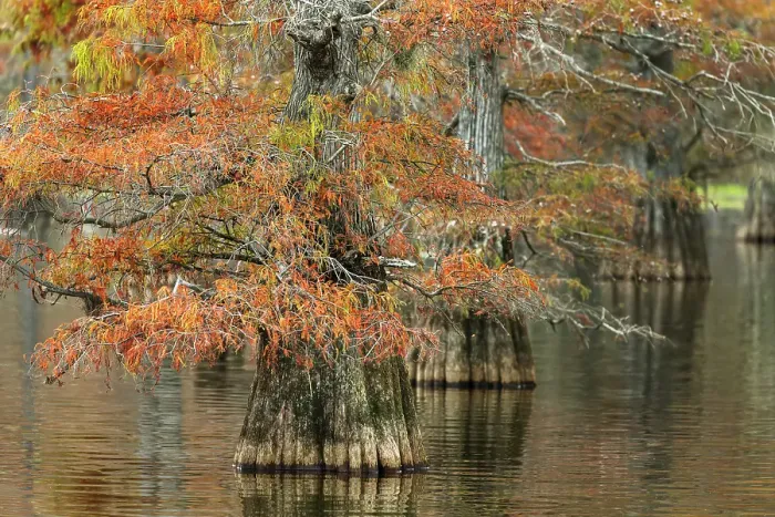 Framed Print : Bald cypress trees and autumn colors in southern swamp, Caddo Lake, Texas Framed Print : Bald cypress trees and autumn colors in southern swamp, Caddo Lake, Texas