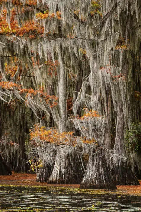 Framed Print : Bald cypress trees and autumn colors in southern swamp, Caddo Lake, Texas Framed Print : Bald cypress trees and autumn colors in southern swamp, Caddo Lake, Texas