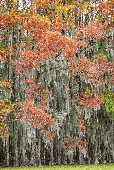 Framed Print : Bald cypress trees and autumn colors in southern swamp early in the morning, Caddo Lake, Texas Framed Print : Bald cypress trees and autumn colors in southern swamp early in the morning, Caddo Lake, Texas
