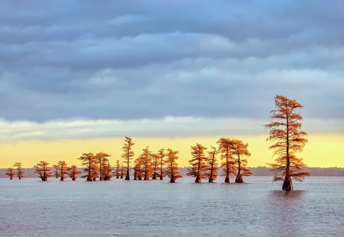 Framed Print : Bald cypress trees and autumn colors in southern swamp at sunrise, Caddo Lake, Texas Framed Print : Bald cypress trees and autumn colors in southern swamp at sunrise, Caddo Lake, Texas