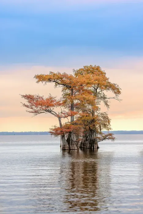 Framed Print : Bald cypress trees and autumn colors at sunrise in southern swamp, Caddo Lake, Texas