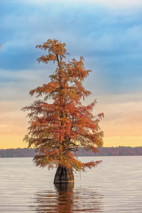 Framed Print : Bald cypress trees and autumn colors at sunrise in southern swamp, Caddo Lake, Texas