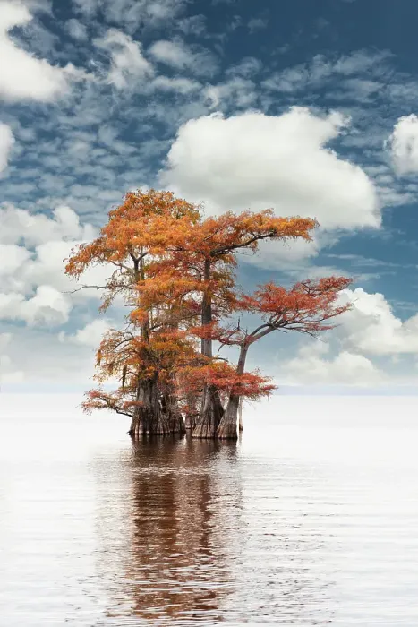 Framed Print : Bald cypress trees and autumn colors at sunrise in southern swamp, Caddo Lake, Texas Framed Print : Bald cypress trees and autumn colors at sunrise in southern swamp, Caddo Lake, Texas