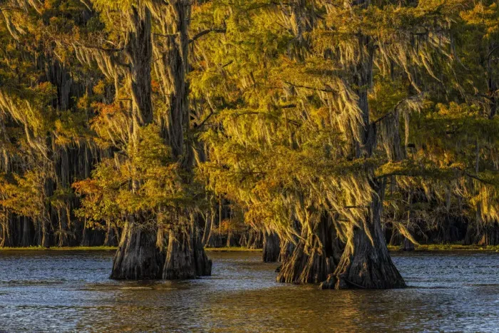Framed Print : Bald cypress trees in autumn colors at sunset. Caddo Lake, Uncertain, Texas Framed Print : Bald cypress trees in autumn colors at sunset. Caddo Lake, Uncertain, Texas