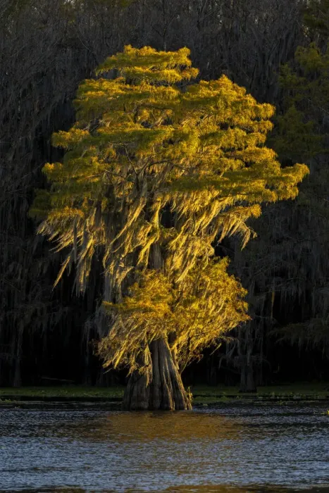 Framed Print : Bald cypress trees in autumn colors at sunset. Caddo Lake, Uncertain, Texas