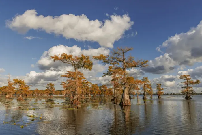 Framed Print : Bald cypress trees in autumn reflected on lake. Caddo Lake, Uncertain, Texas Framed Print : Bald cypress trees in autumn reflected on lake. Caddo Lake, Uncertain, Texas