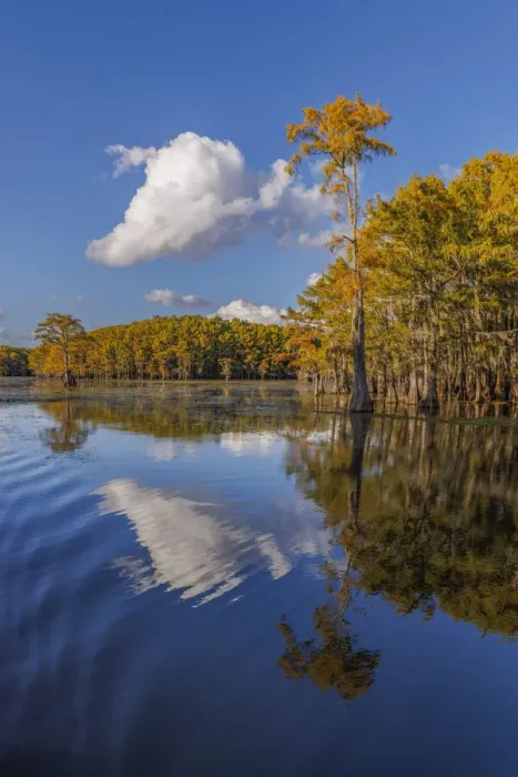 Framed Print : Bald cypress trees in autumn reflected on lake. Caddo Lake, Uncertain, Texas Framed Print : Bald cypress trees in autumn reflected on lake. Caddo Lake, Uncertain, Texas
