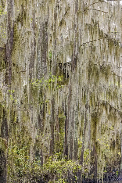 Bald cypress trees draped in Spanish moss in autumn lining Government Ditch. Caddo Lake, Uncertain, Texas